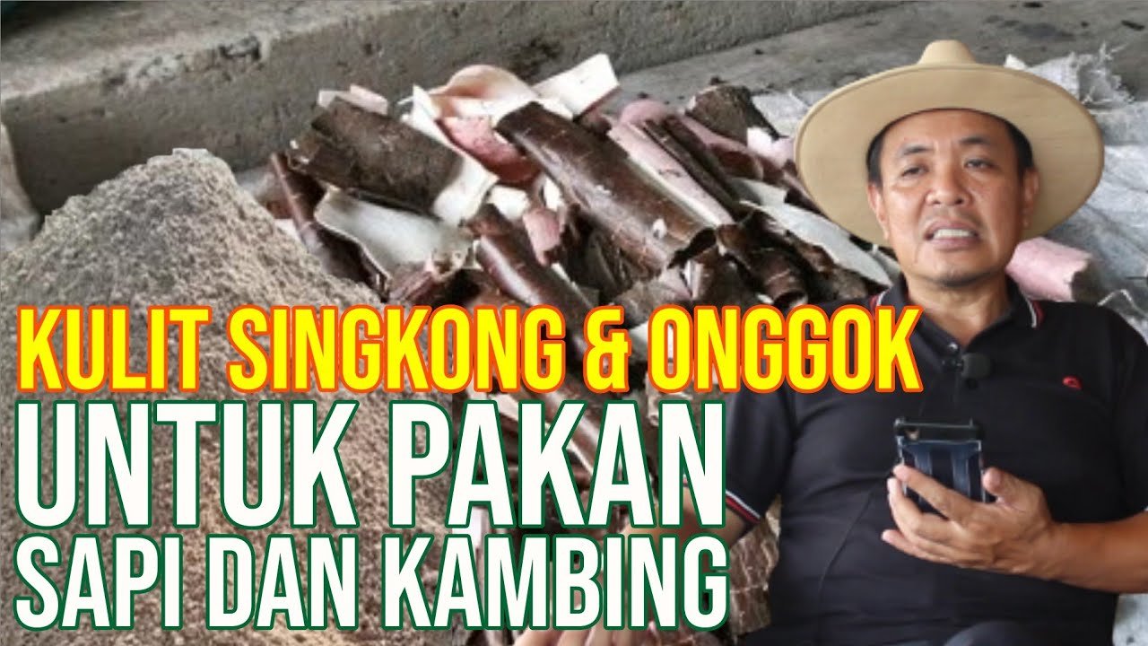 
                                 Ampas-Singkong-Untuk-Pakan-Kambing-Dan-Sapi